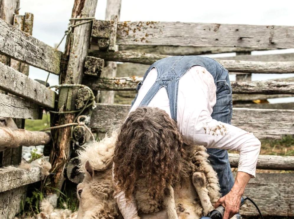 Shearing Events at Phillip Island's Shearing Shed
