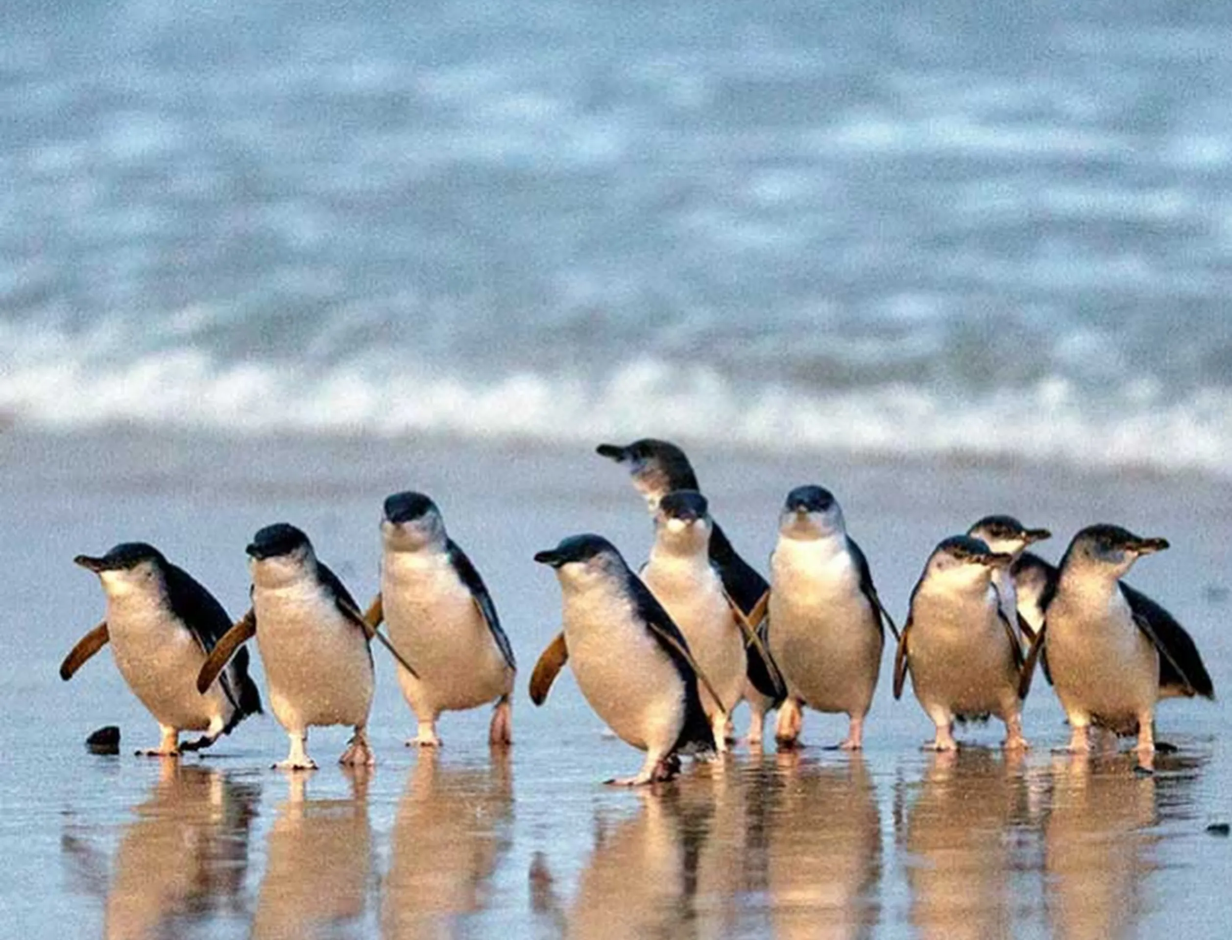 Best age for Penguin Parade visit