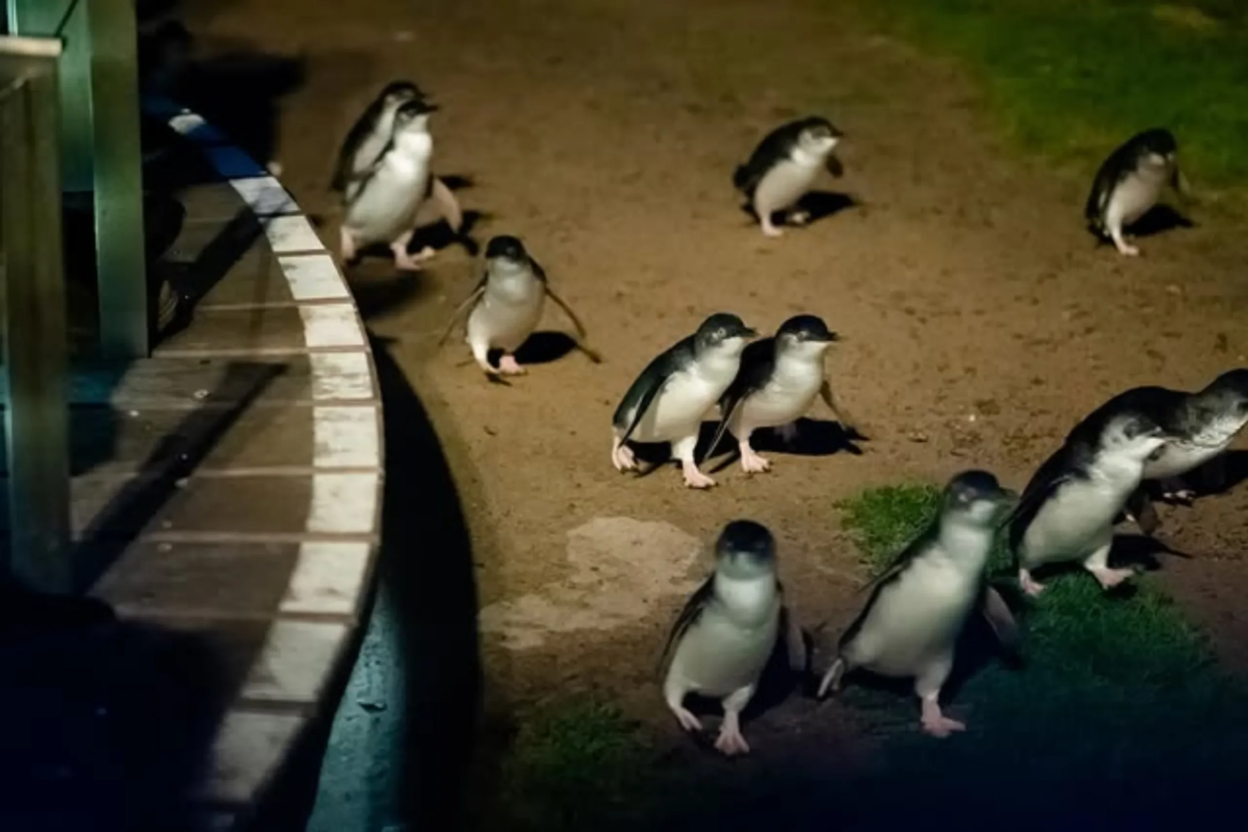 Phillip Island Penguin Parade toddlers